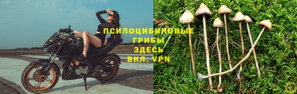 сатива Алзамай
